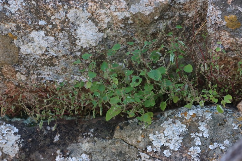 Aeollanthus neglectus photo 5