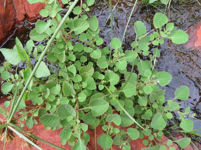 Aeollanthus neglectus photo 6