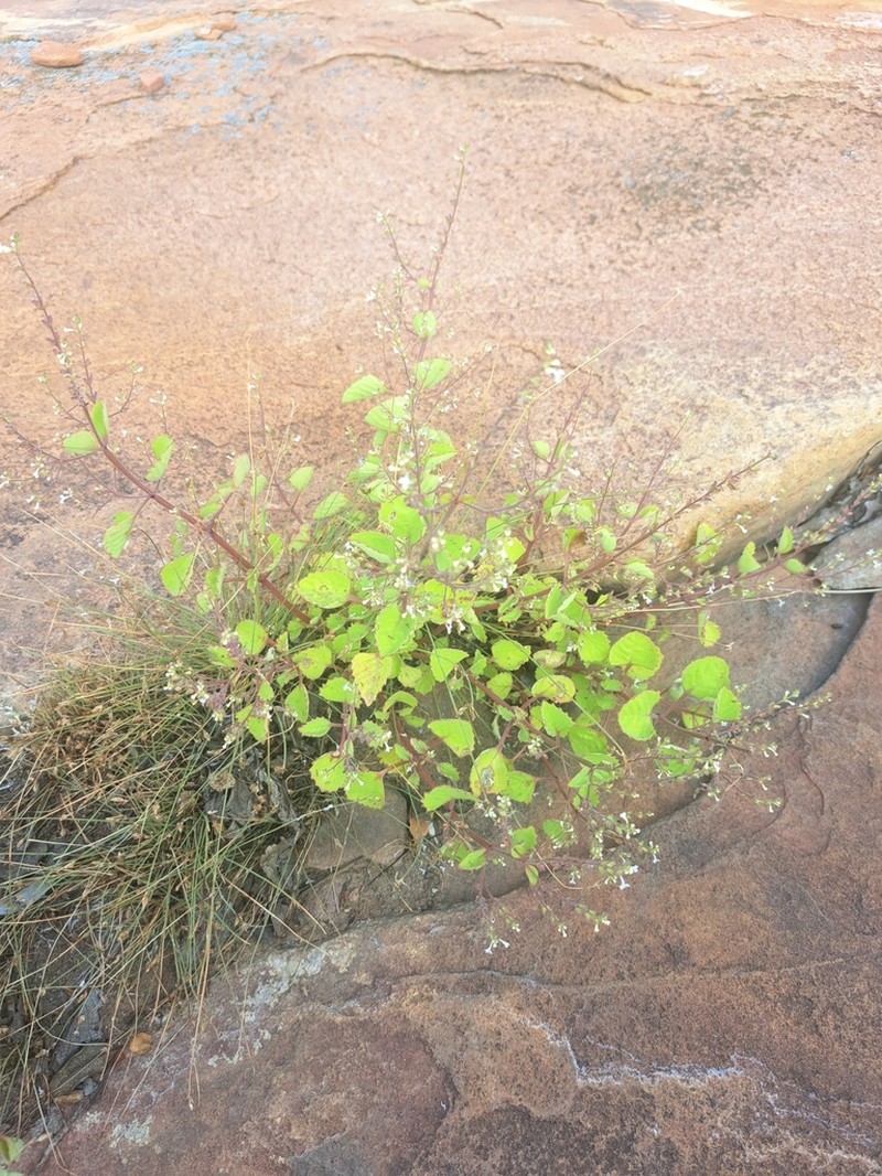 Aeollanthus neglectus photo 8