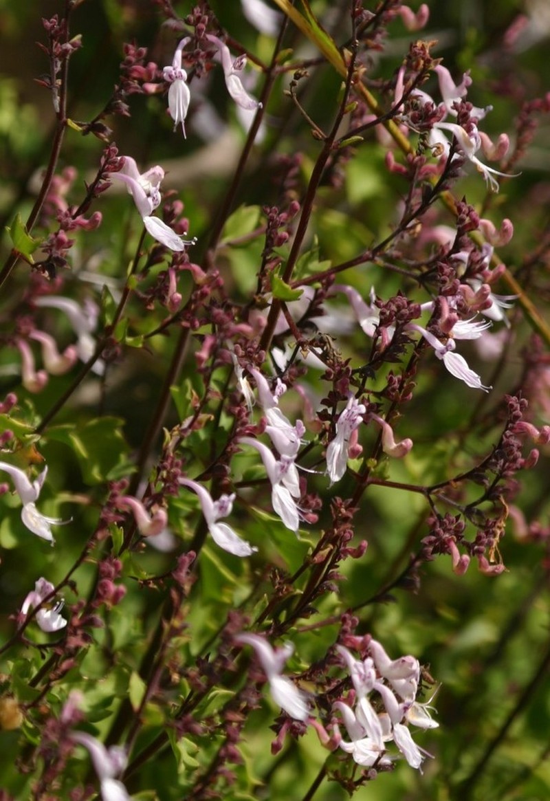 Aeollanthus parvifolius