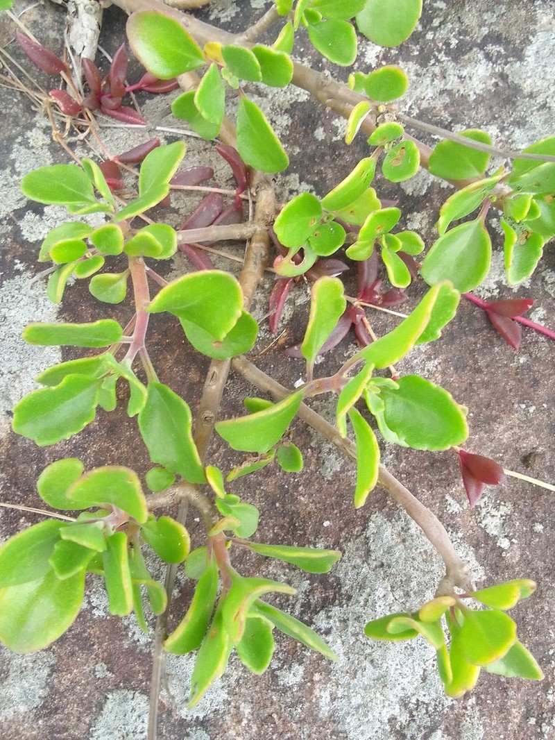 Aeollanthus parvifolius photo 2