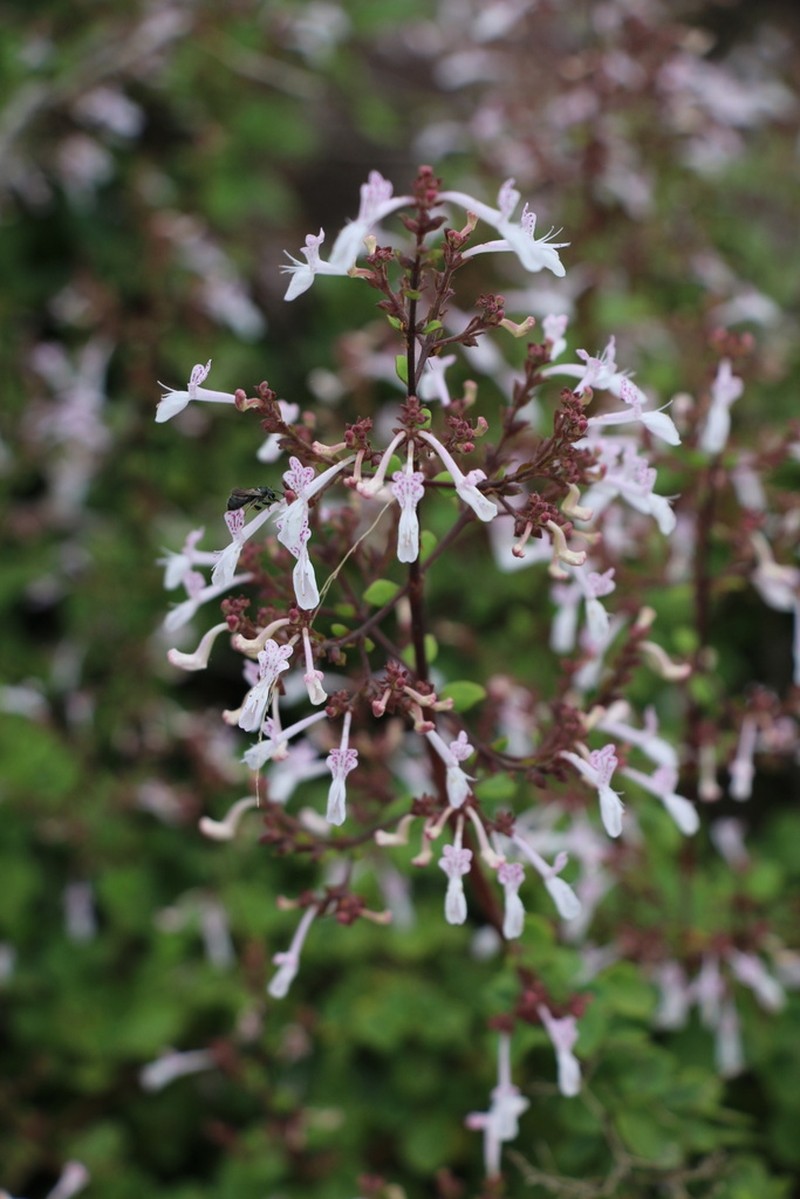 Aeollanthus parvifolius photo 3