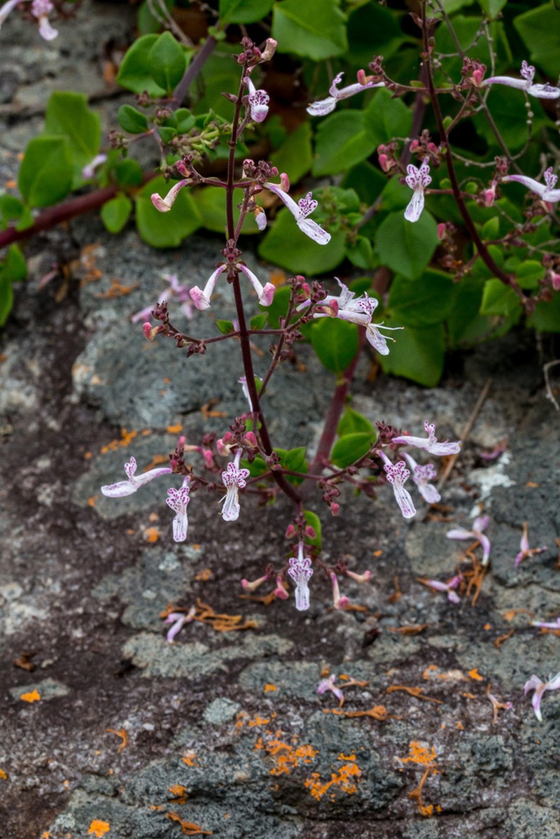 Aeollanthus parvifolius photo 4