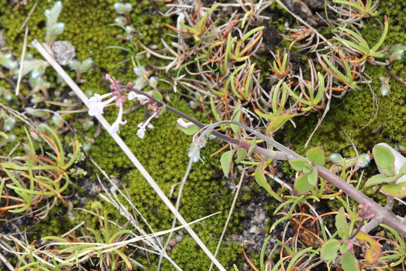 Aeollanthus parvifolius photo 5