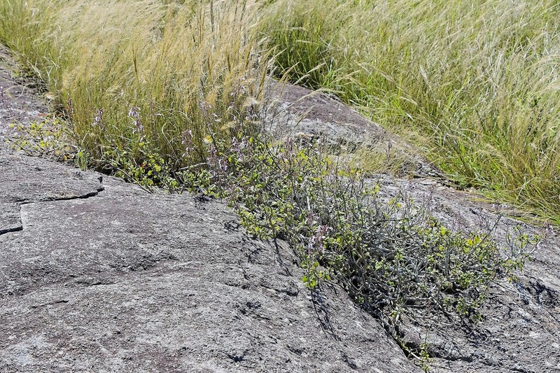 Aeollanthus parvifolius photo 6