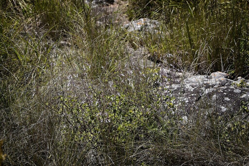 Aeollanthus parvifolius photo 7
