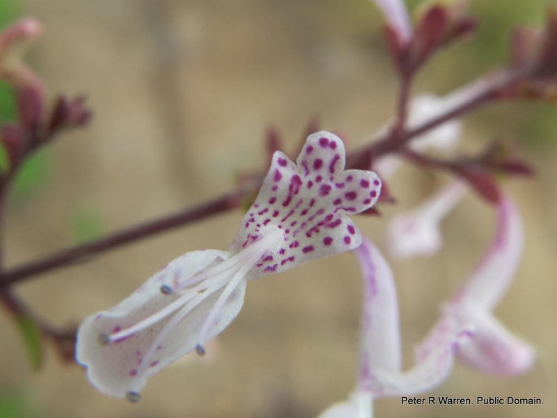 Aeollanthus parvifolius photo 8