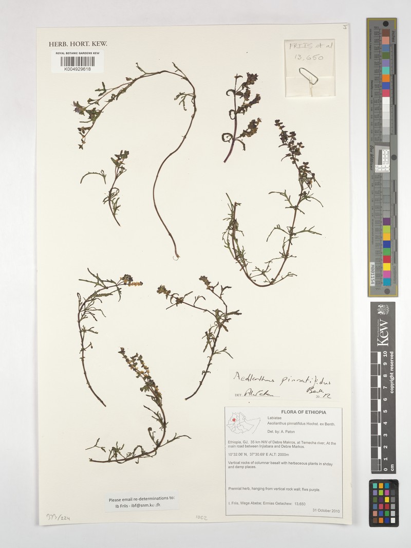 Aeollanthus pinnatifidus