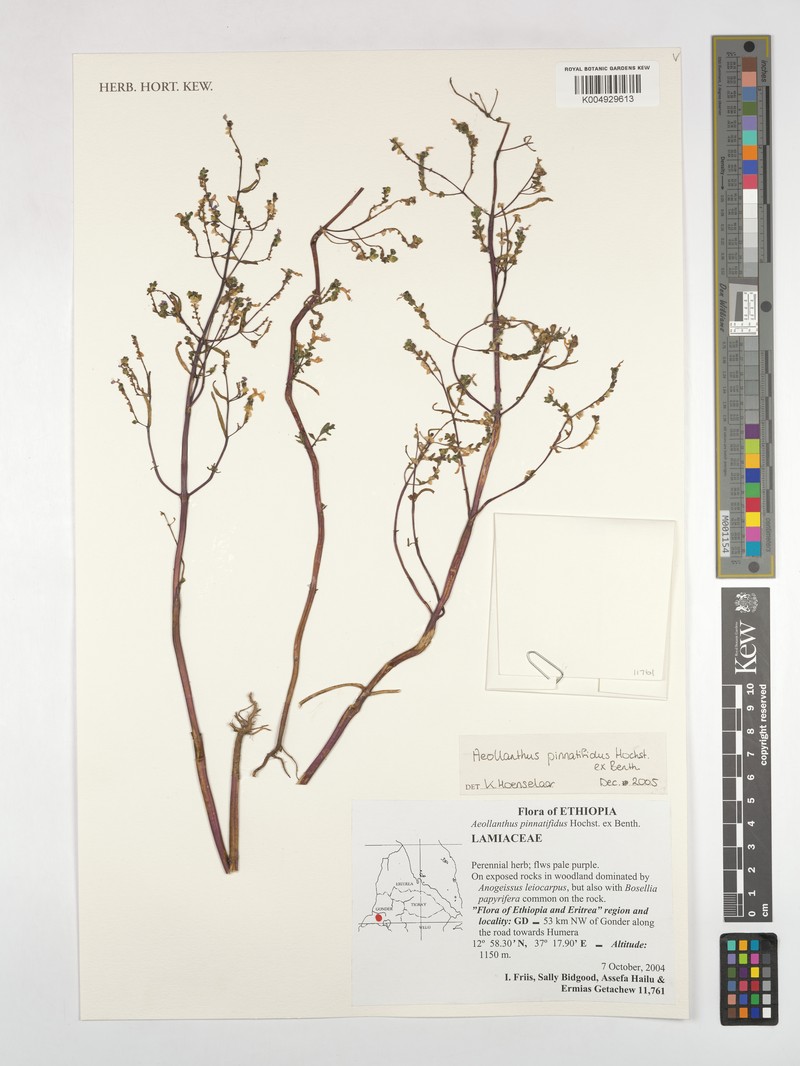 Aeollanthus pinnatifidus photo 3