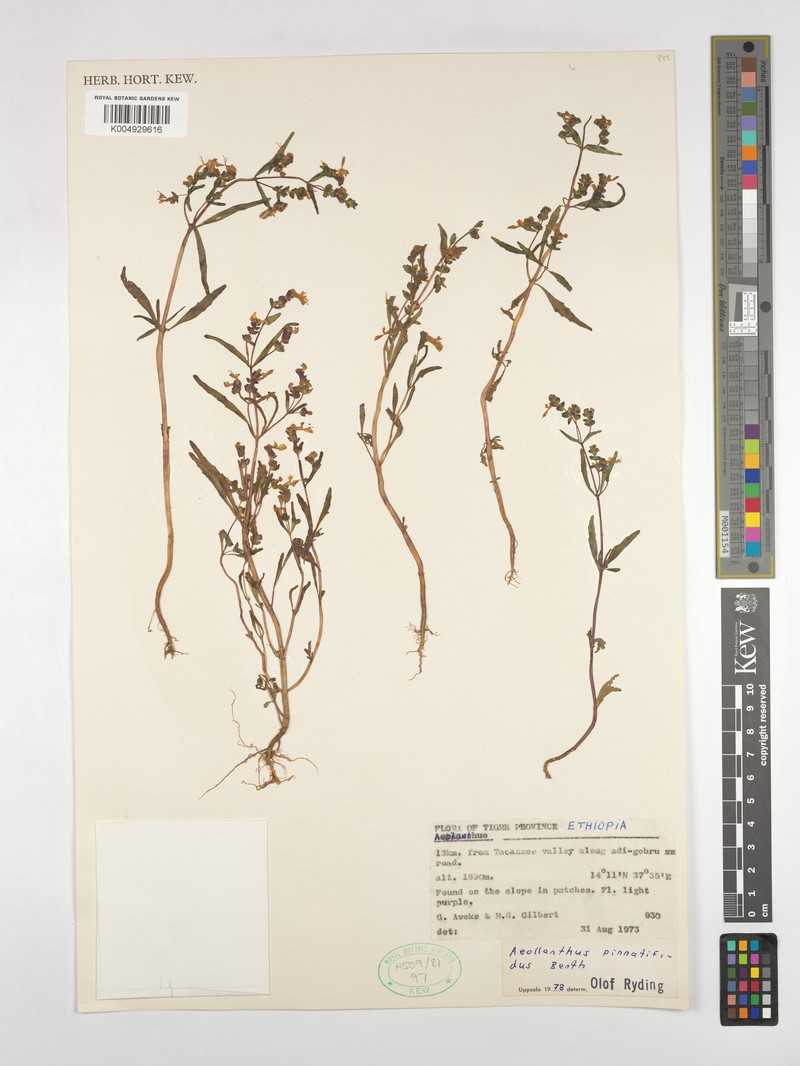 Aeollanthus pinnatifidus photo 4