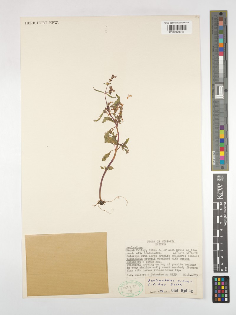 Aeollanthus pinnatifidus photo 5