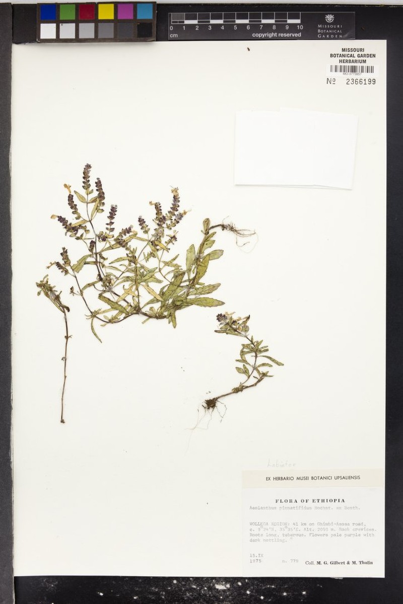 Aeollanthus pinnatifidus photo 6