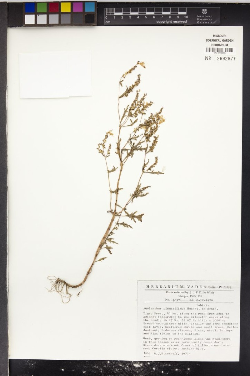 Aeollanthus pinnatifidus photo 7