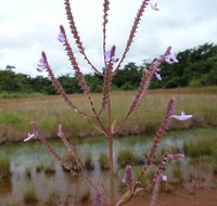 Aeollanthus pubescens