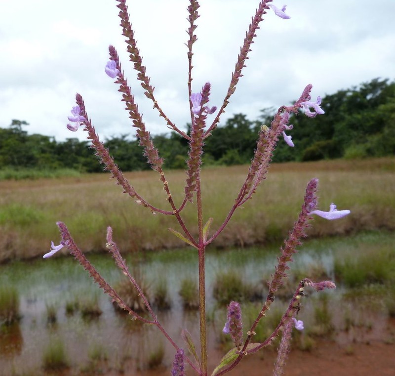 Aeollanthus pubescens
