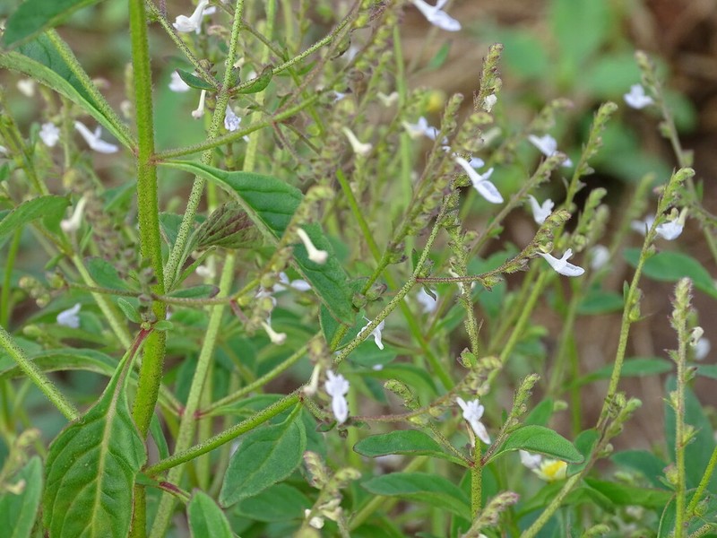 Aeollanthus pubescens photo 2