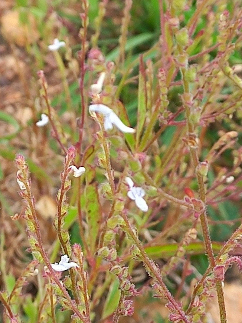 Aeollanthus pubescens photo 3