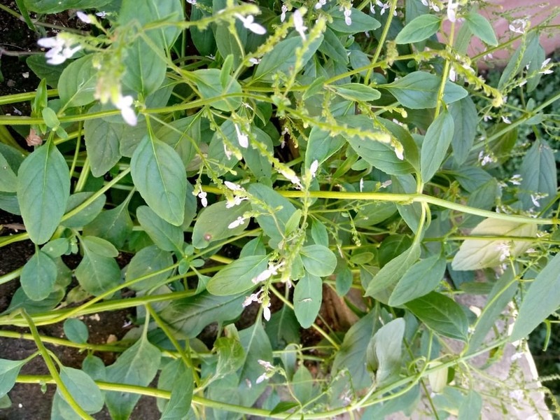 Aeollanthus pubescens photo 4
