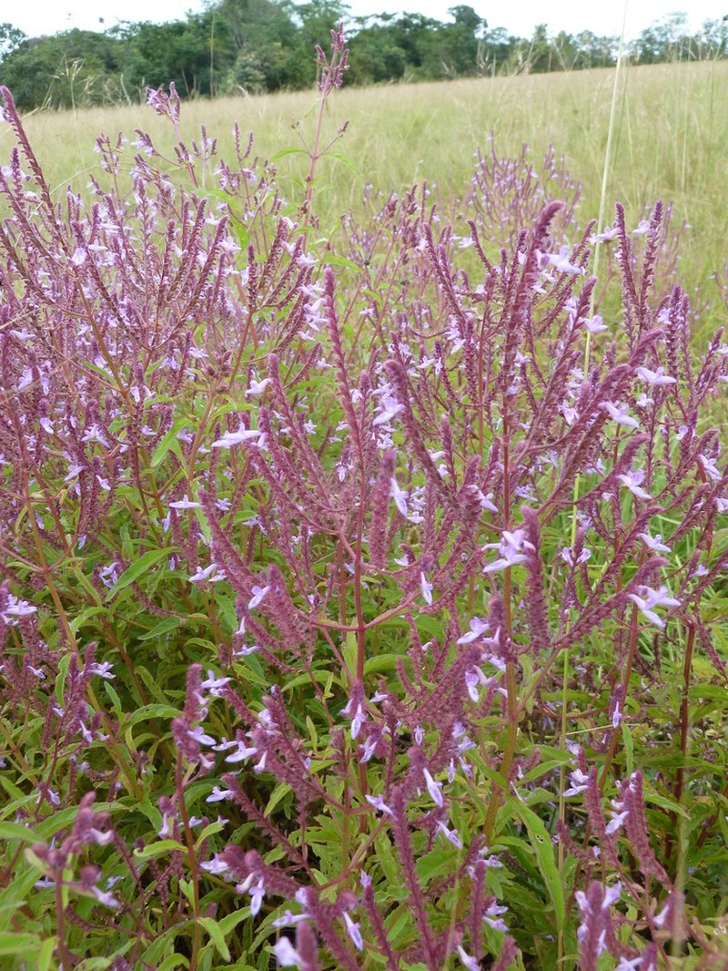 Aeollanthus pubescens photo 5