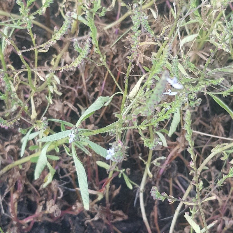 Aeollanthus pubescens photo 6