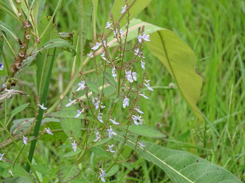 Aeollanthus pubescens photo 7
