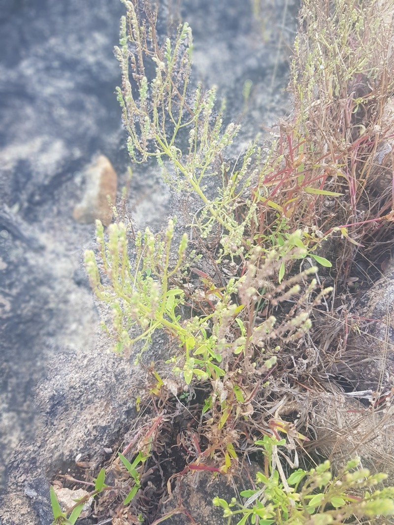Aeollanthus pubescens photo 8