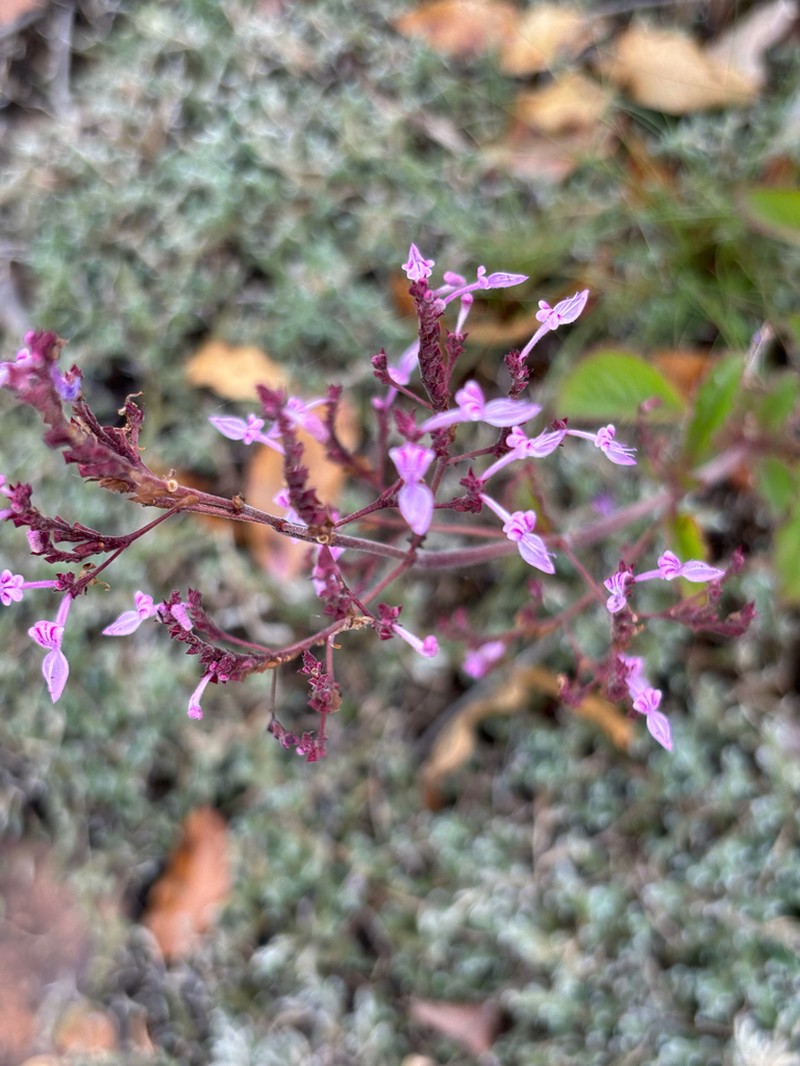 Aeollanthus rehmannii
