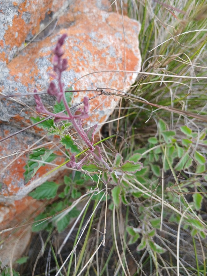 Aeollanthus rehmannii photo 2