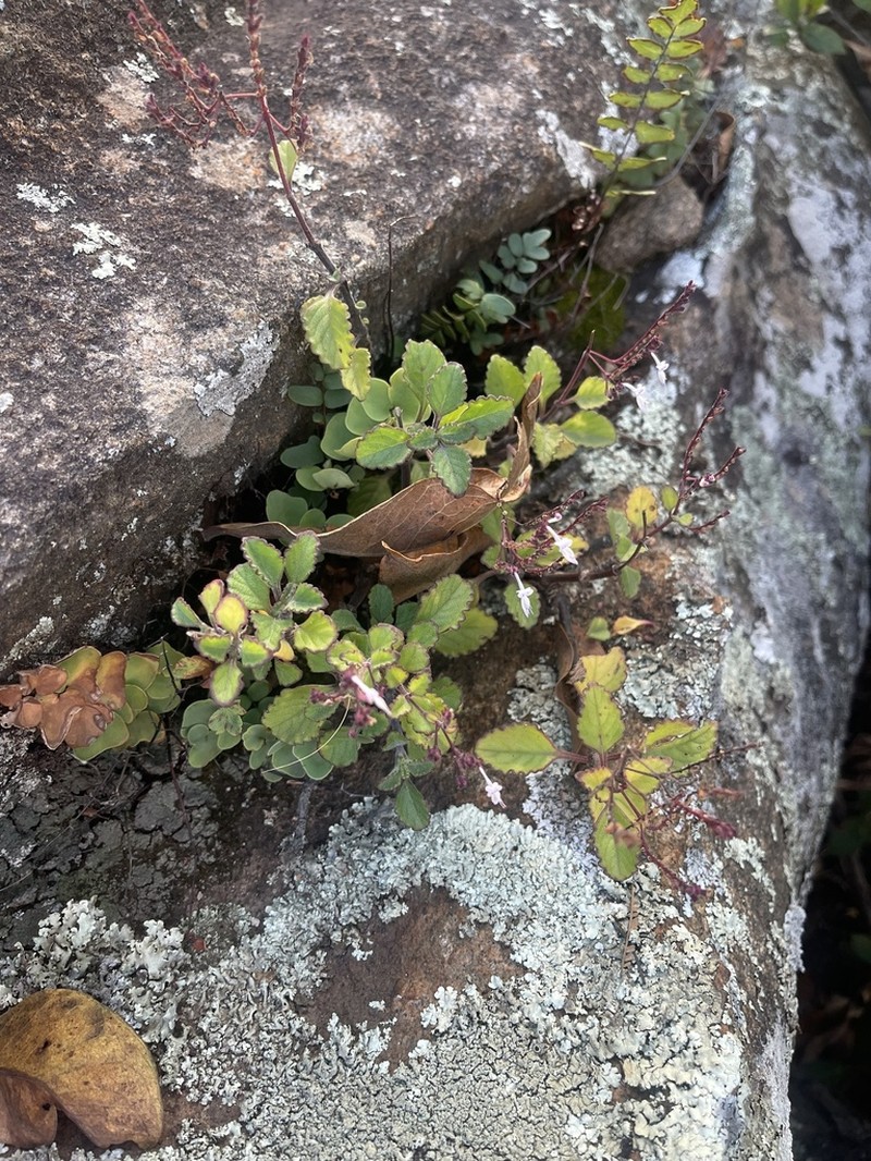 Aeollanthus rehmannii photo 3