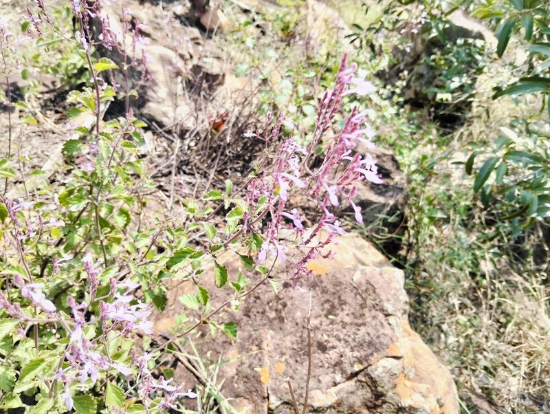 Aeollanthus rehmannii photo 4
