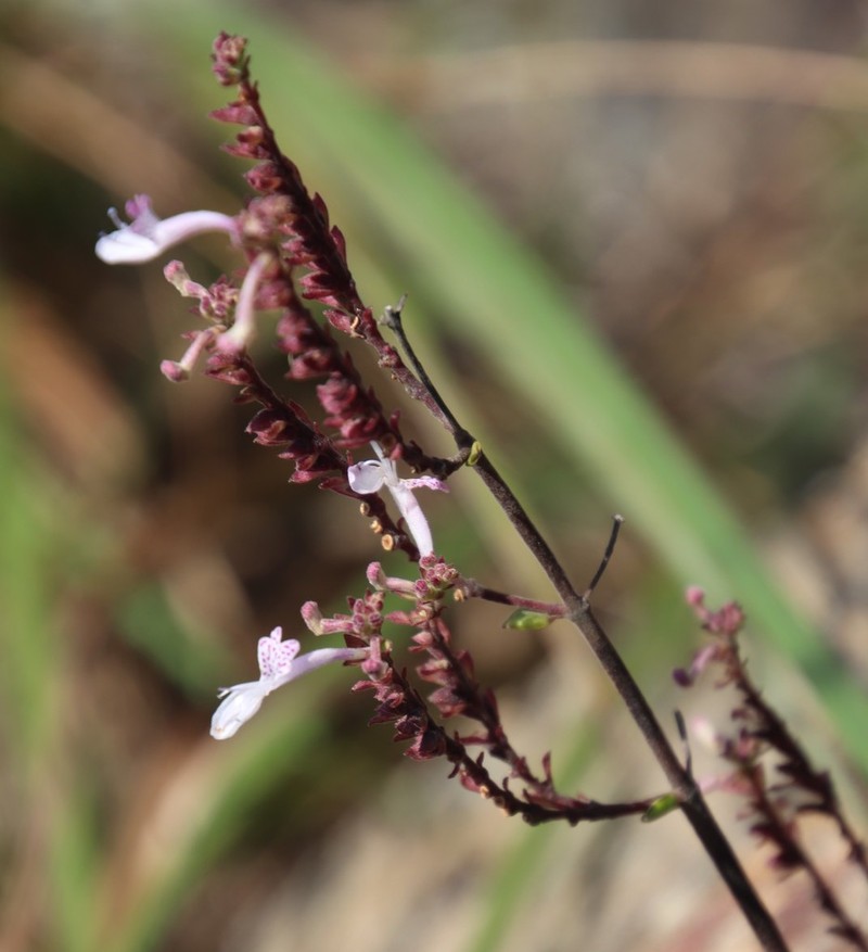 Aeollanthus rehmannii photo 5