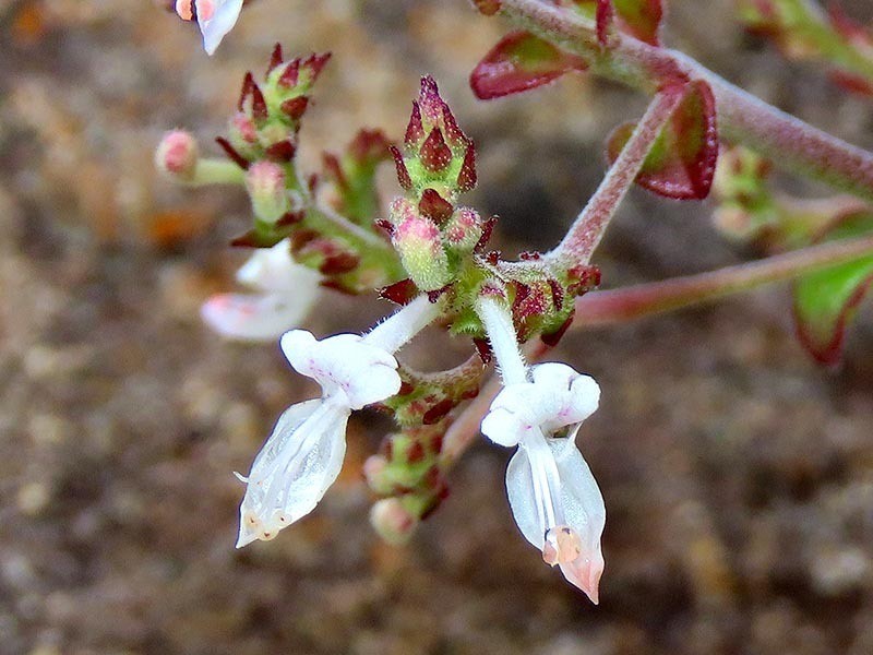 Aeollanthus rehmannii photo 6