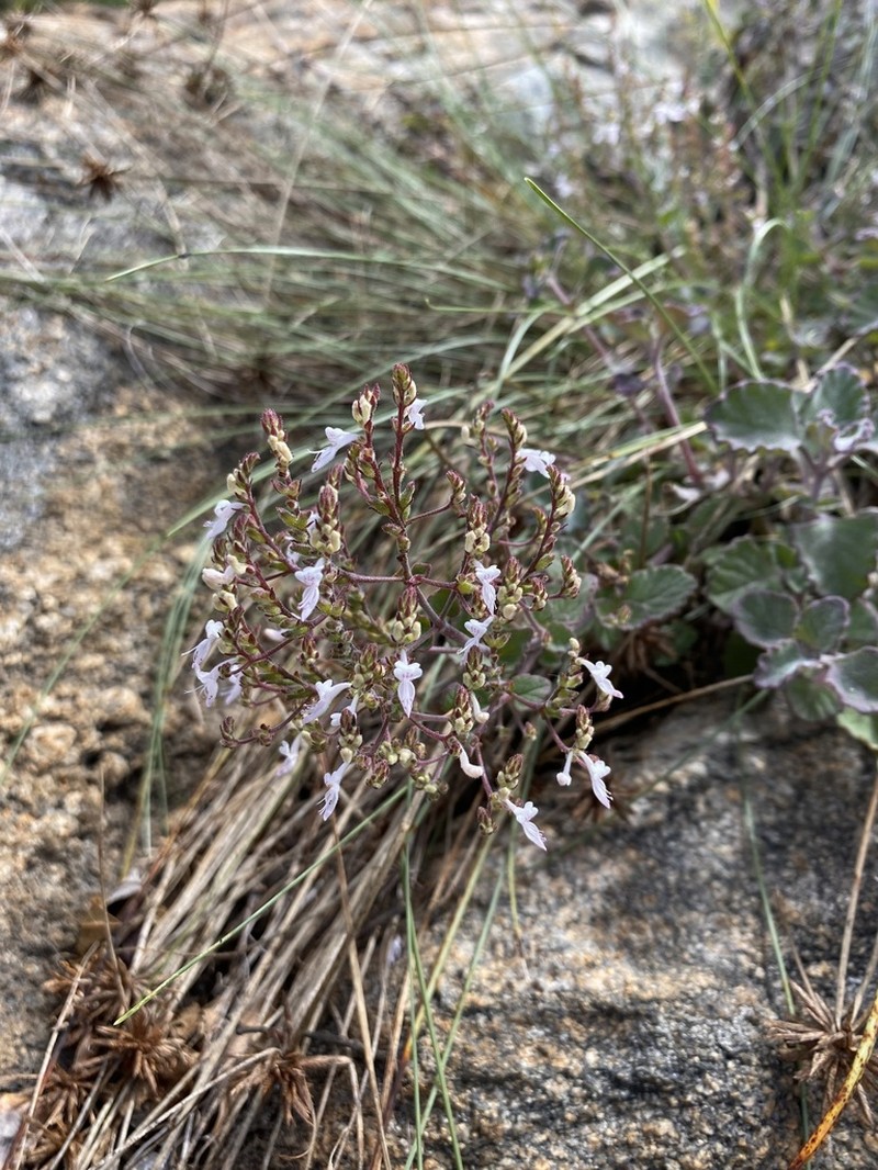 Aeollanthus rehmannii photo 7