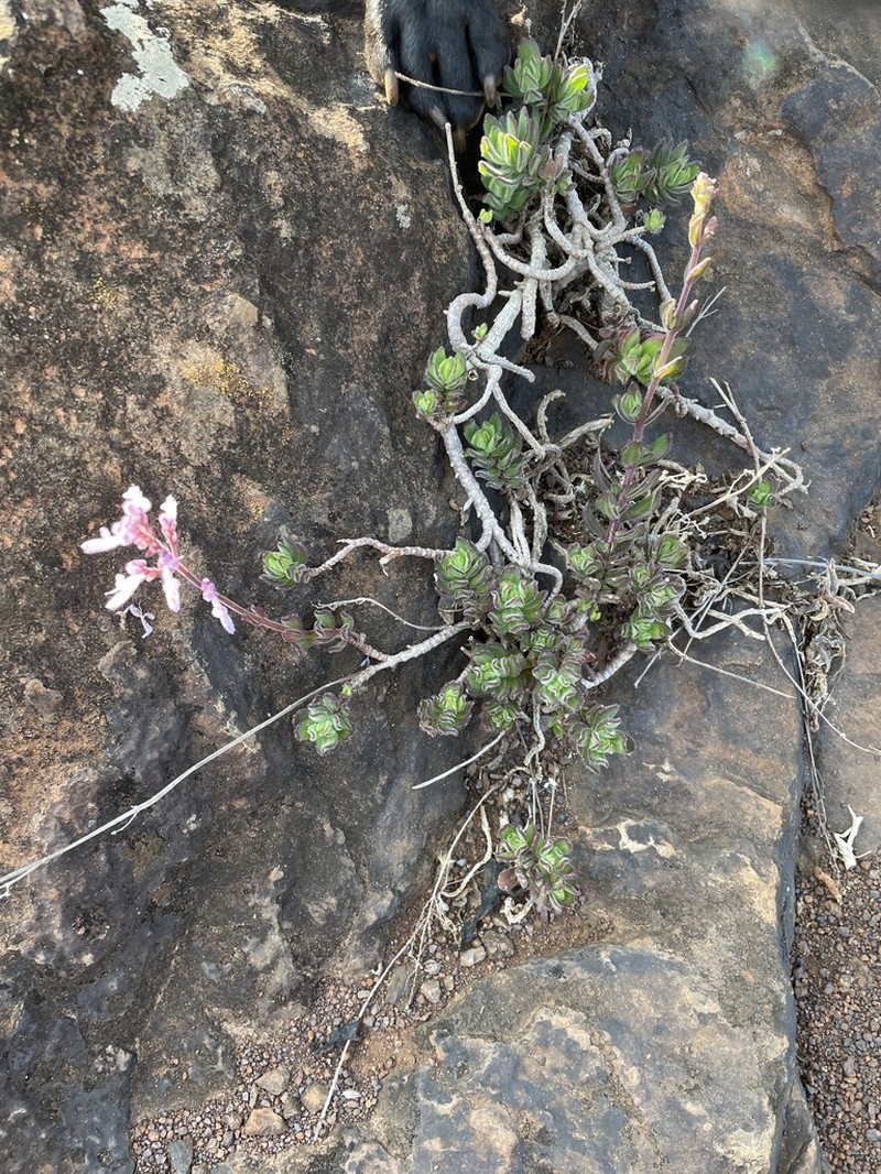 Aeollanthus repens