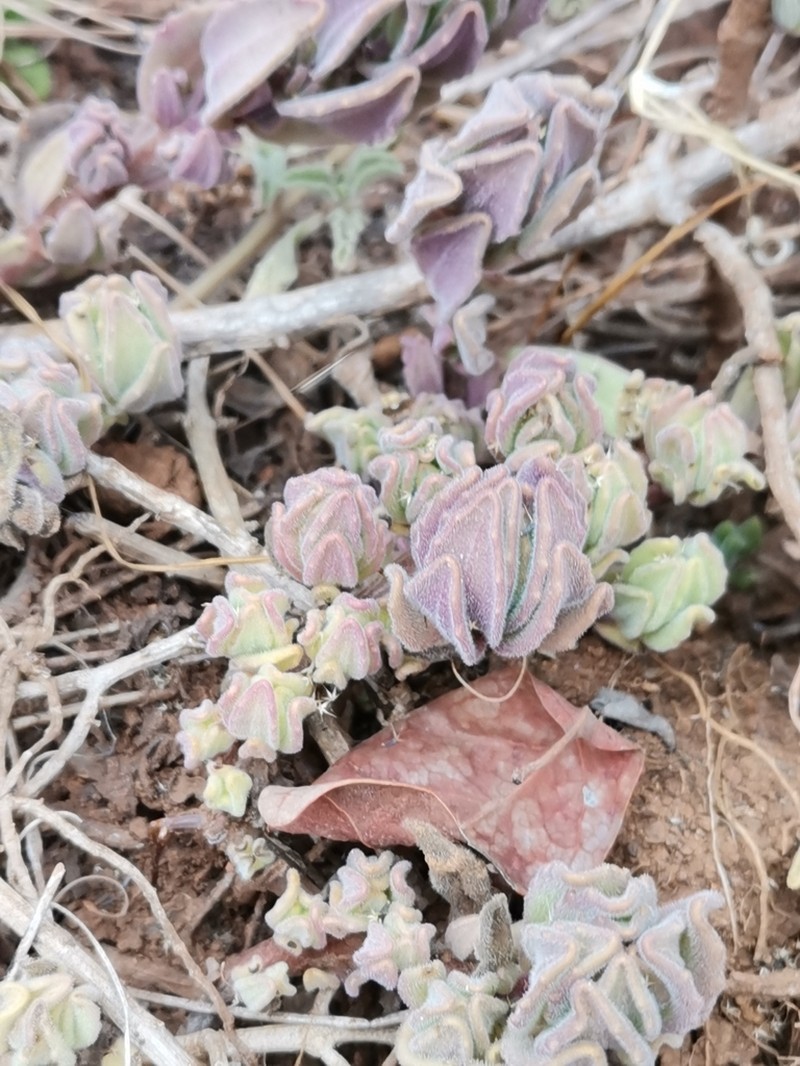 Aeollanthus repens photo 2