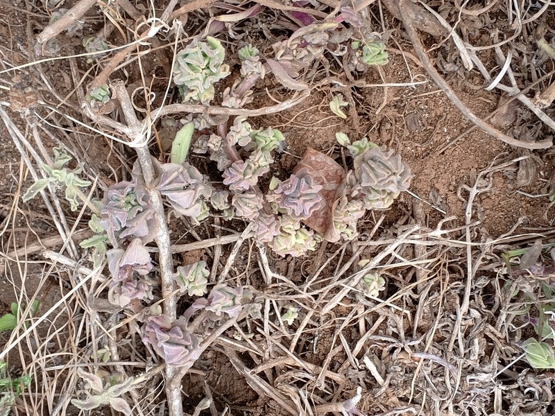 Aeollanthus repens photo 3