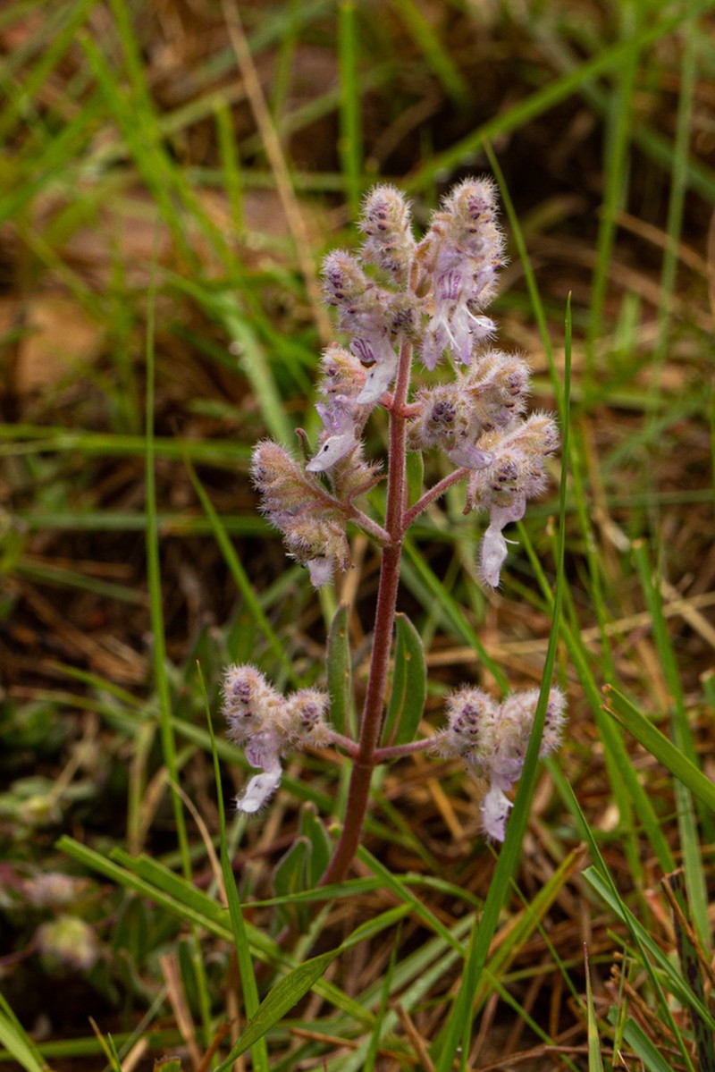 Aeollanthus repens photo 4