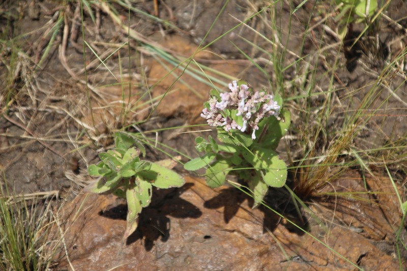 Aeollanthus repens photo 5