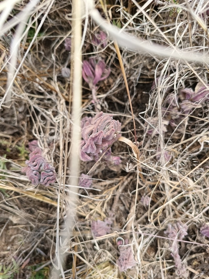 Aeollanthus repens photo 7
