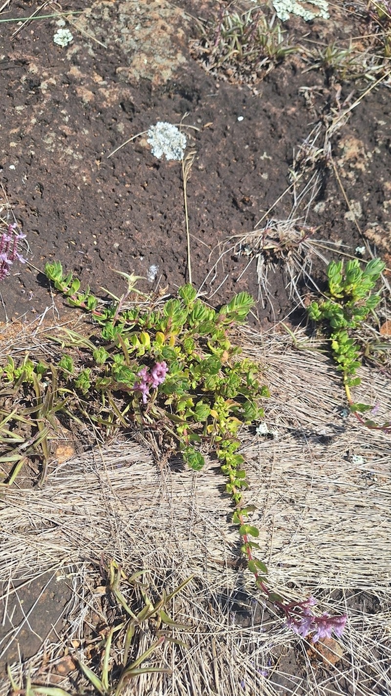 Aeollanthus repens photo 8