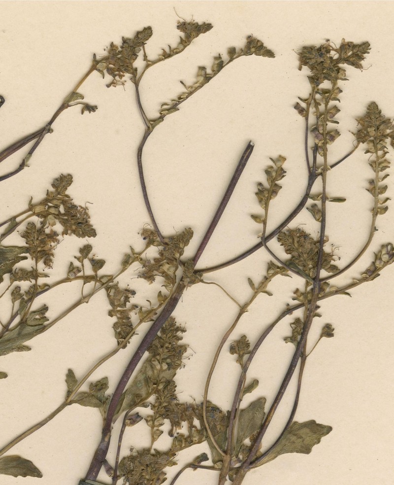 Aeollanthus rivularis