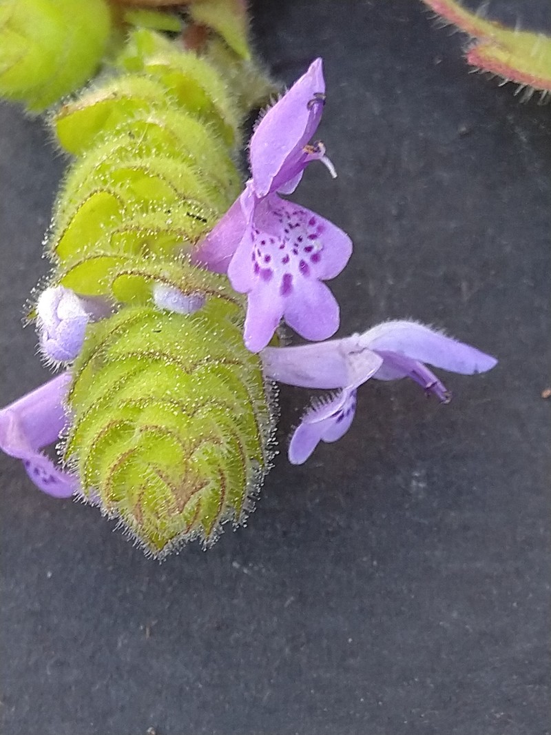 Aeollanthus rydingianus photo 2