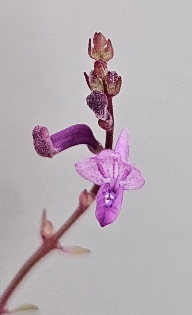Aeollanthus saxatilis photo 2