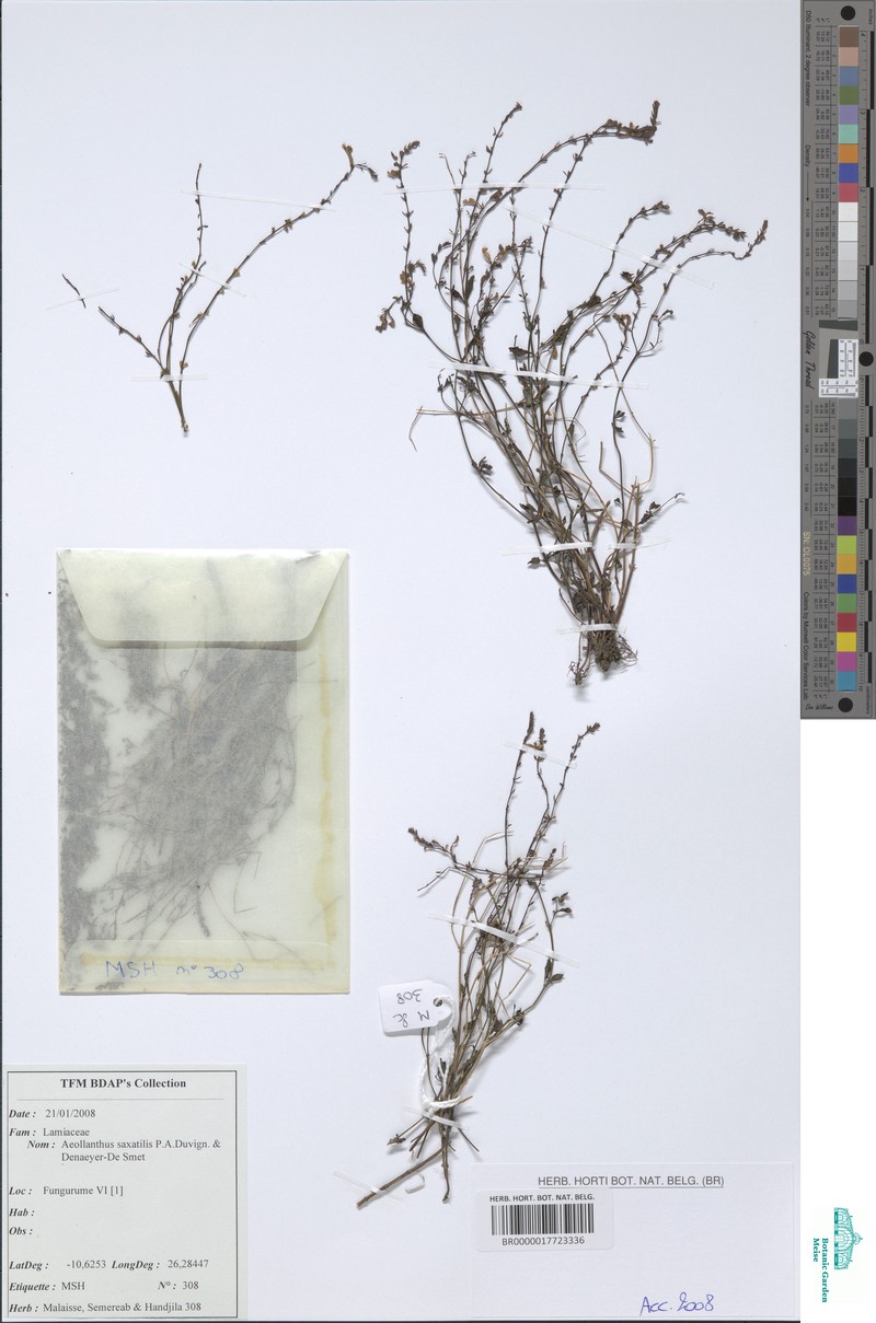 Aeollanthus saxatilis photo 4