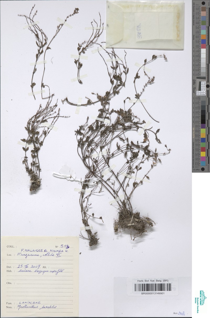 Aeollanthus saxatilis photo 5
