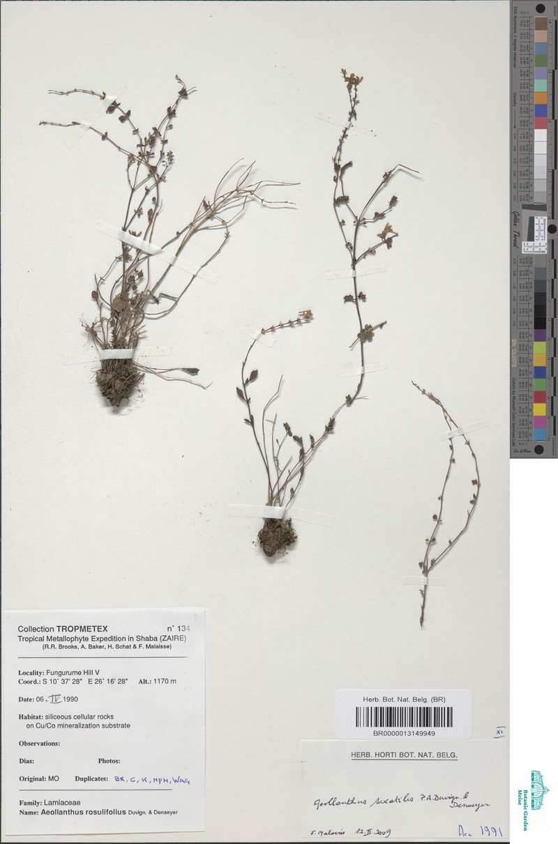 Aeollanthus saxatilis photo 6
