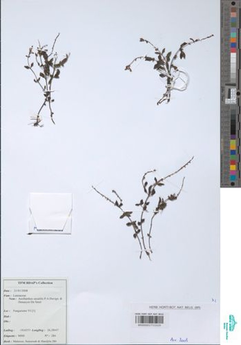 Aeollanthus saxatilis photo 7