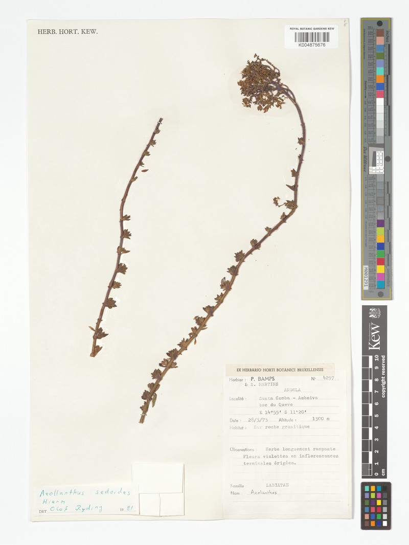 Aeollanthus sedoides