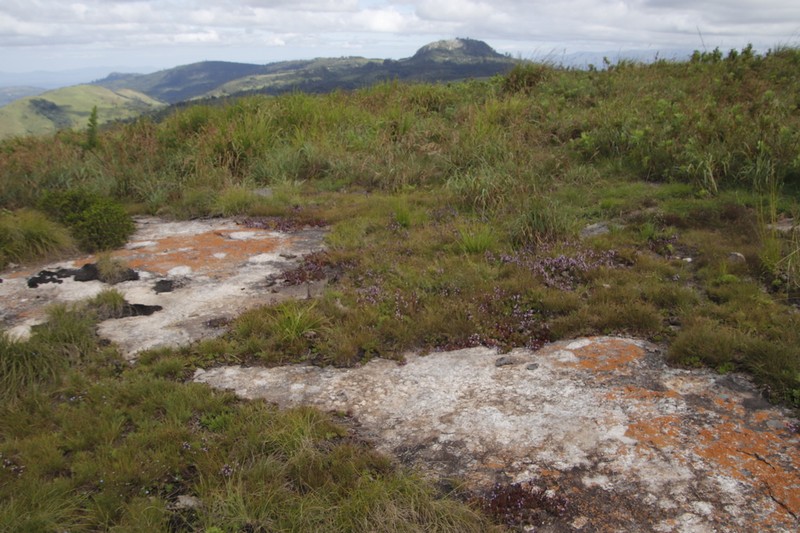 Aeollanthus serpiculoides photo 2