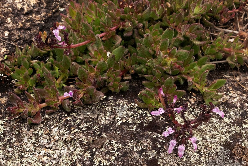 Aeollanthus serpiculoides photo 3